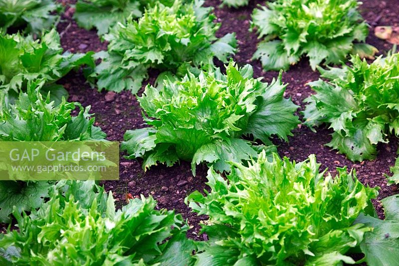 Lactuca sativa - Lettuce Reine des Glaces sown 20 August, shown 1 November