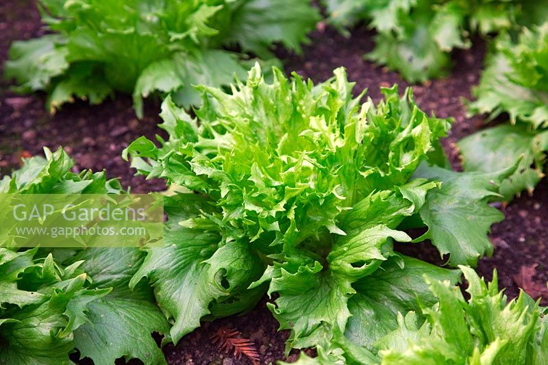 Lactuca sativa - Lettuce Reine des Glaces sown 20 August, shown 1 November