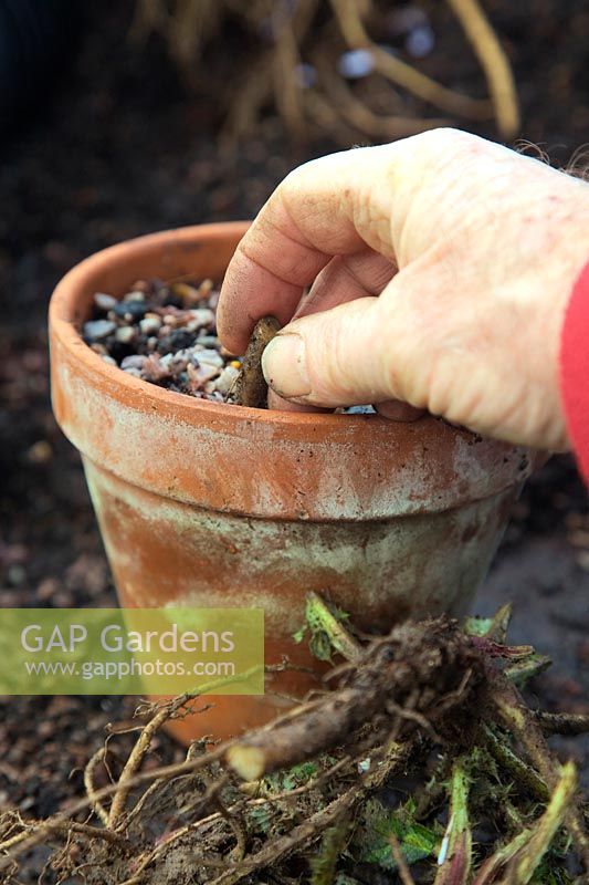 Taking root cuttings of Echinops ritro in autumn - clay pot - placig cuttings in gritty compost