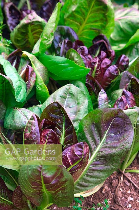 Chicory, Endive, Radicchio 'Rosso di Treviso' Cichorium intybus