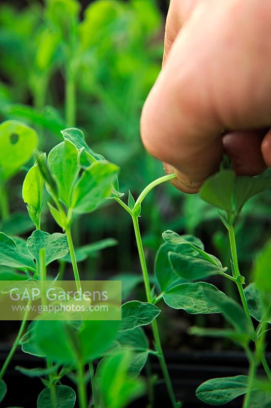 Pinching out overwintering Sweet Pea plants to encourage branching - Lathyrus odoratus