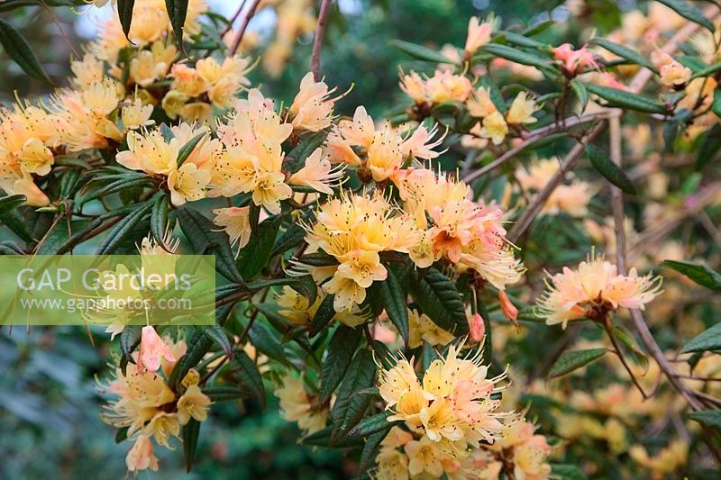 Rhododendron dichroanthum