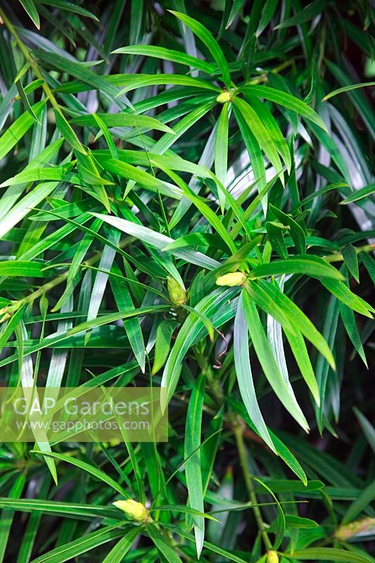 Willowleaf podocarp - Podocarpus salignus