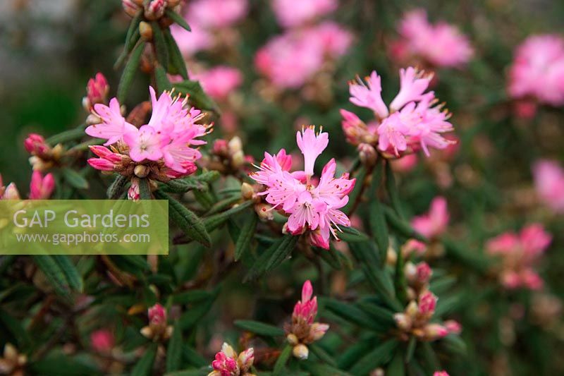 Rhododendron scabrifolium var. spiciferum