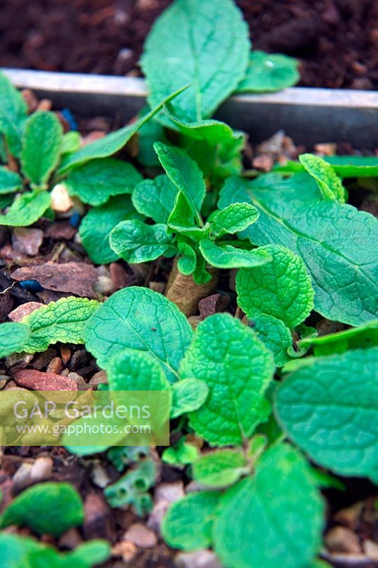 Verbascum root cuttings taken November shown April