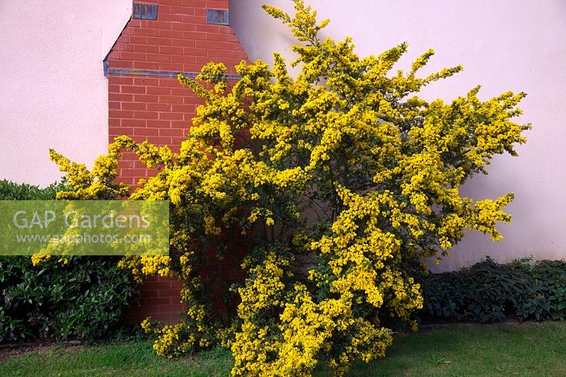 Genista 'Porlock' AGM