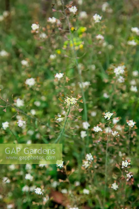 Shepherd's Purse Capsella bursa-pastoris