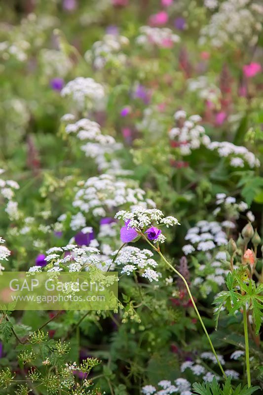 Rough Chervil -Chaerophylum temulum