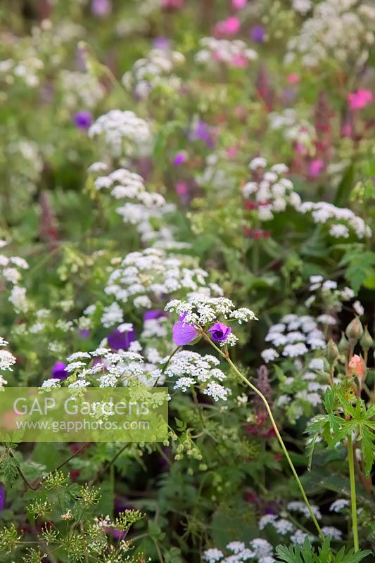 Rough Chervil -Chaerophylum temulum