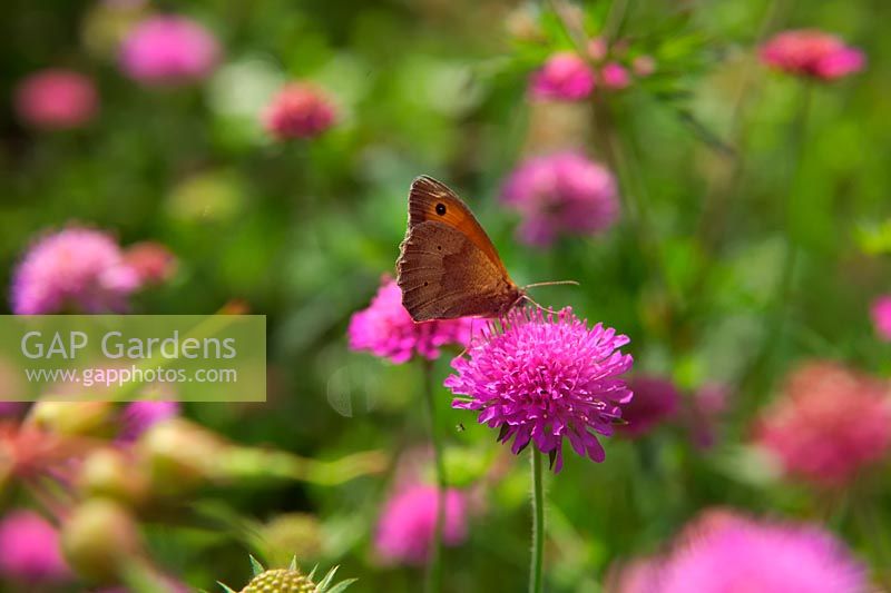 Maniola jurtina Meadow Brown butterfly on Knautia 'Melton Pastels'