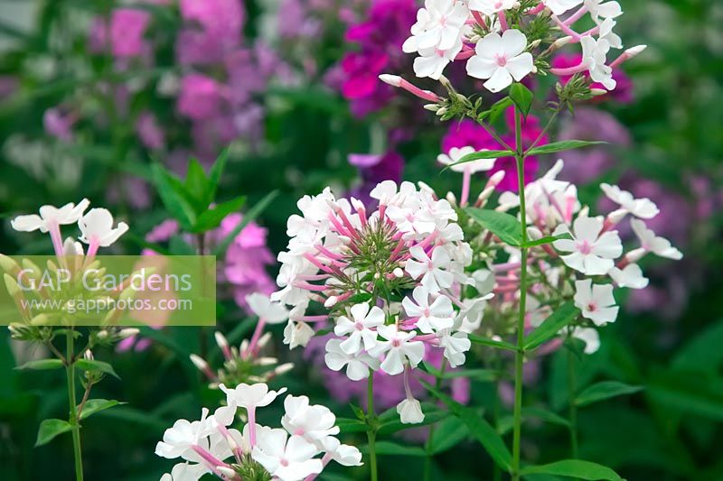 Phlox paniculata 'Nirvana' with Phlox paniculata 'Glebe' and Phlox paniculata 'DÃ¼sterlohe' at rear