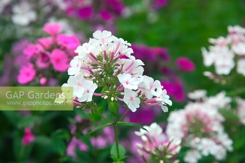 Phlox paniculata 'Nirvana' with Phlox paniculata 'Glebe' and Phlox paniculata 'DÃ¼sterlohe' at rear