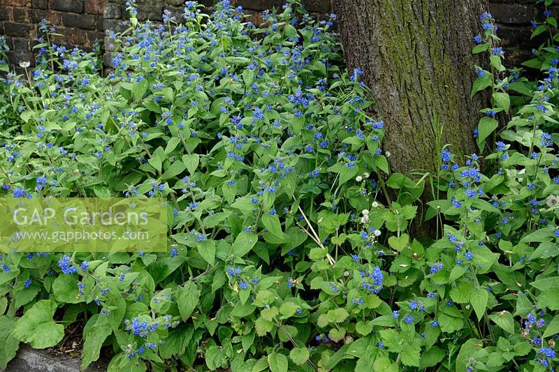 Green Alkanet - Pentaglottis sempervirens