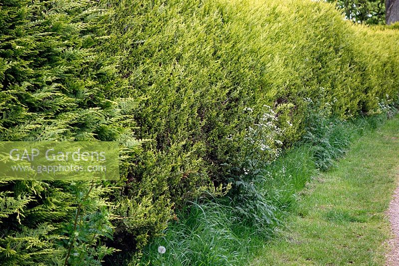 x cupressocyparis Leylandii 'Castlewellan' grown as a suburban hedge