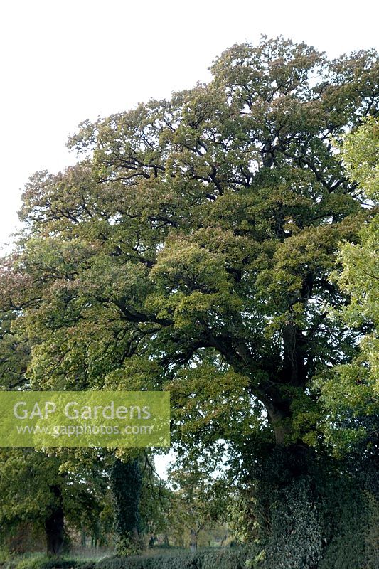 Quercus cerris - Turkey Oak in early December with foliage still very green near Exeter, Devon