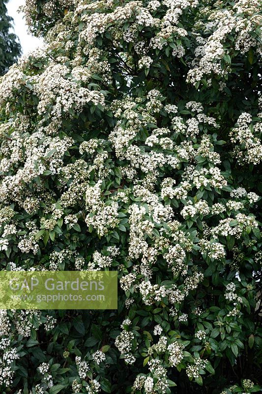 Viburnum tinus blooming prolifically in February after a sunny summer the previous year