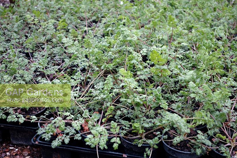 9cm pots of autumn sown and overwintered Orlaya grandiflora in late February to be planted out 4 weeks later