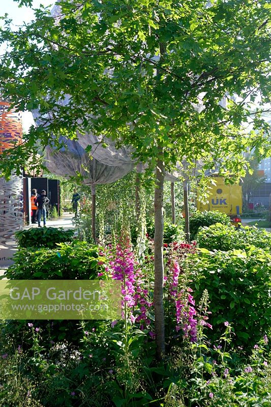 RHS Chelsea Flower Show 2014 - City of London Corporation Oak Processionary Moth Garden. Designer Helen Elks-Smith. Fresh Garden