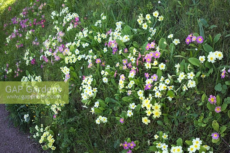 Hybridised Primula vulgaris on roadside bank