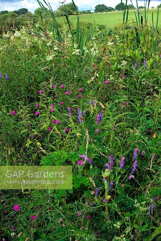 Diverse flora including Centaurea nigra Knapweed and Vicia cracca Tufted vetch on the banks of the Grand western Canal Devon
