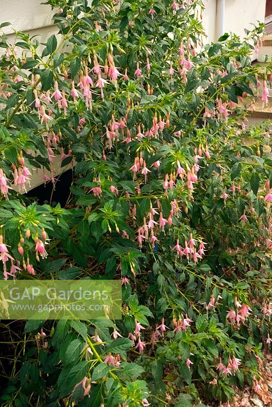 Fuchsia magellanica Hawkshead pink form