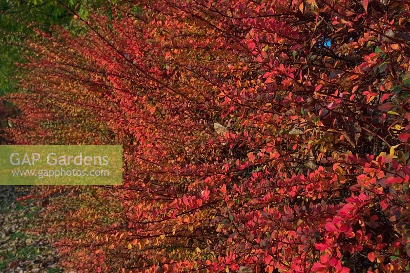 Berberis wilsoniae hedge - fall colour - autumn