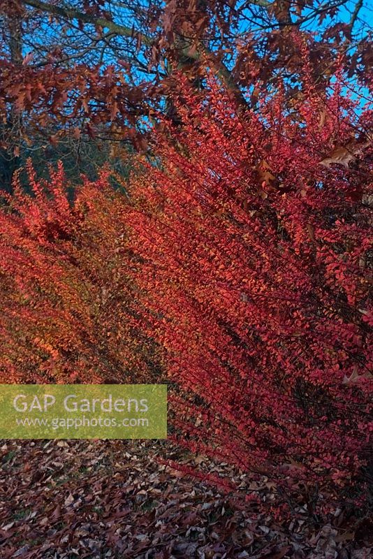 Berberis wilsoniae hedge - fall colour - autumn