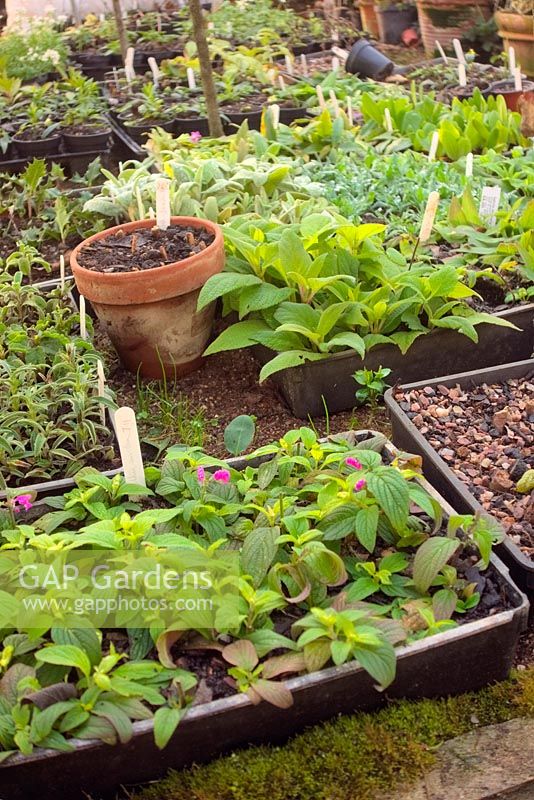 Cuttings of tender Salvia overwintered on a heated propagation bench