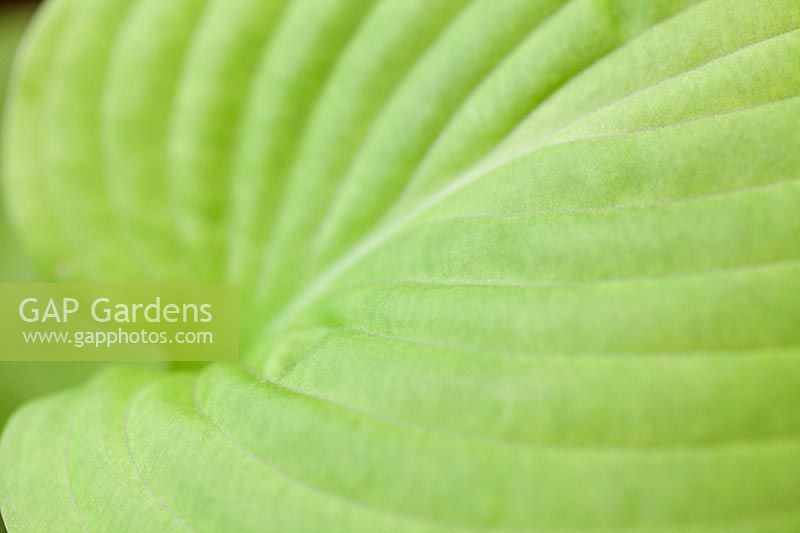 Hosta 'Roxsanne' leaf detail