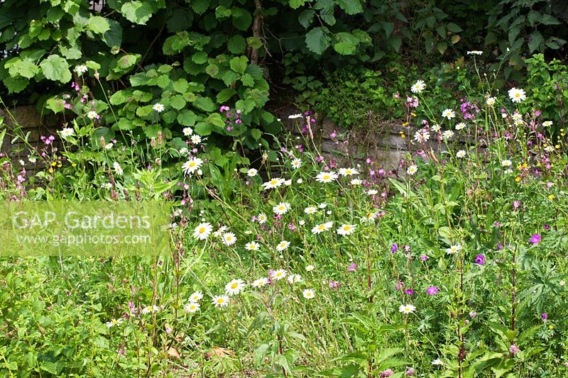 Wildlife habitat garden with planting including Leucanthemum vulgare - Ox-eye Daisies, Silene dioica - Red Campion and Geranium