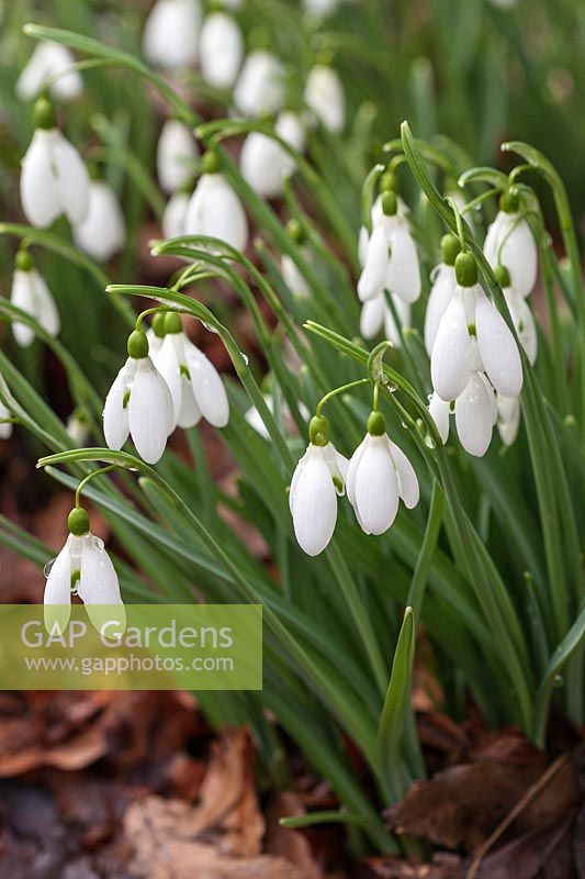 Galanthus 'Magnet' AGM - Snowdrops