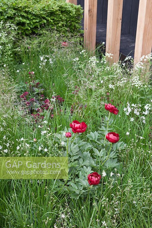 Paeonia 'Buckeye Belle', grasses and Lychnis flos-cuculi 'White Robin'. RHS Chelsea Flower Show.
