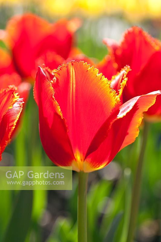 Tulipa - Orange Tulips with fringed petals flowering in spring