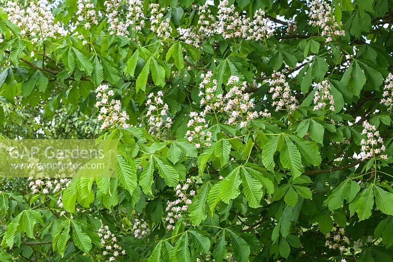 Aesculus hippocastanum - Horse Chestnut tree in flower