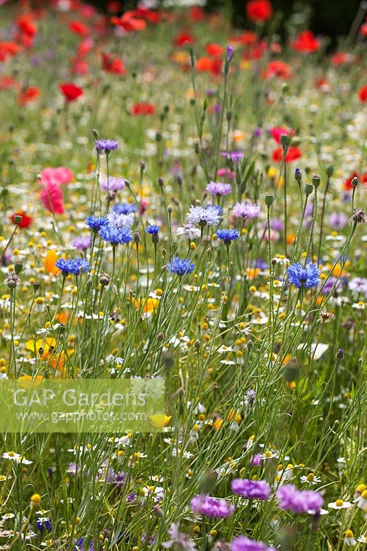 Wild flower garden meadow mix with Cornflowers red Field Poppies and Corn Chamomile. RHS Gardens Wisley