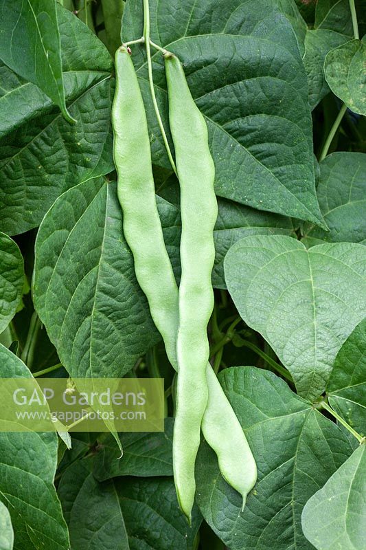 Climbing French Bean 'Northeaster' - Flat green beans