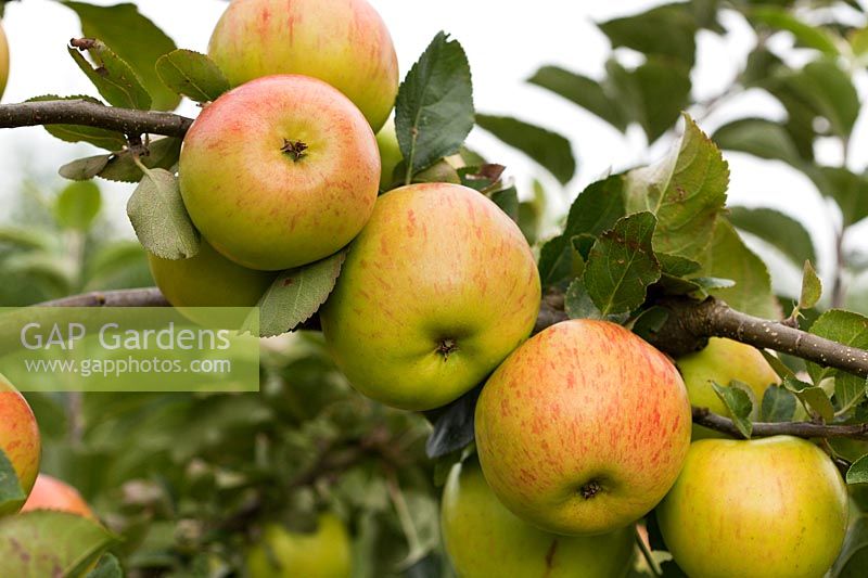 Malus domestica 'Hector MacDonald' - Apple