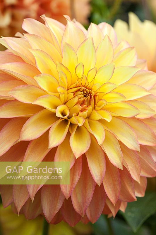 Dahlia 'Camano Pet'