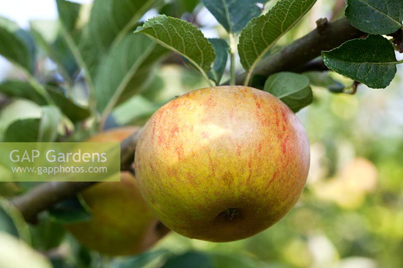 Malus domestica - Apple 'Ashmead's Kernel'
