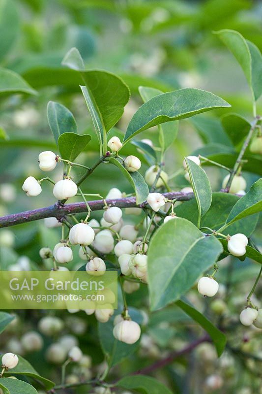 Euonymus hamiltonianus 'Popcorn' - Spindle with white fruits