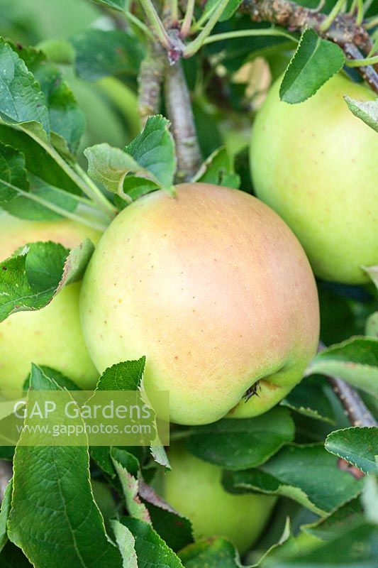 Malus domestica - Apple 'Goldrush' on tree