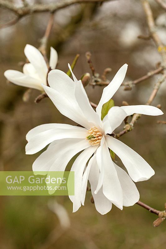 Magnolia loebneri 'Ballerina'