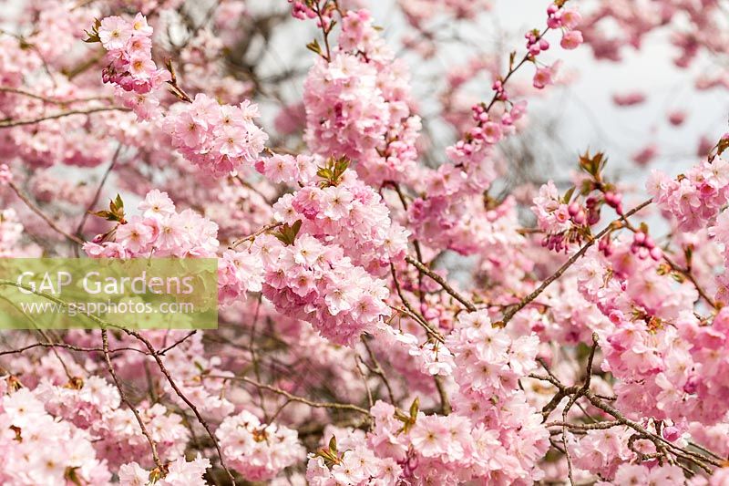 Prunus 'Accolade' AGM laden with blossom in Spring