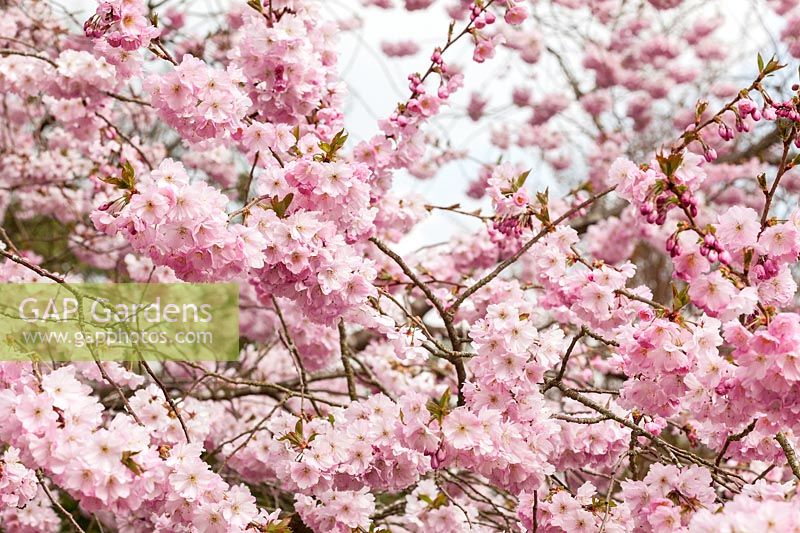 Prunus 'Accolade' AGM laden with blossom in Spring