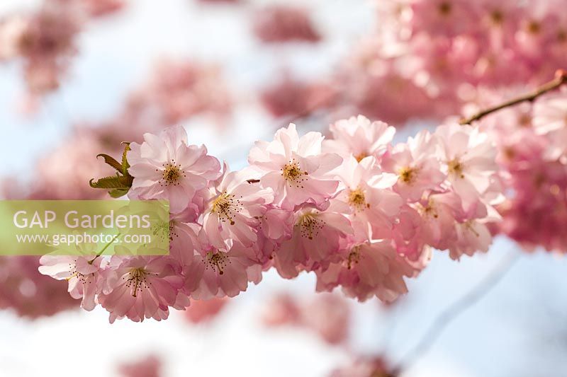 Prunus 'Accolade' AGM laden with blossom in Spring