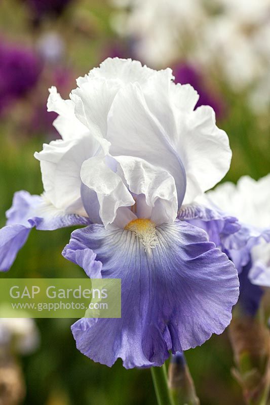 Iris 'Lark Rise' - Tall Bearded Iris