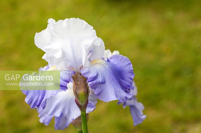 Iris 'Lark Rise' - Tall Bearded Iris