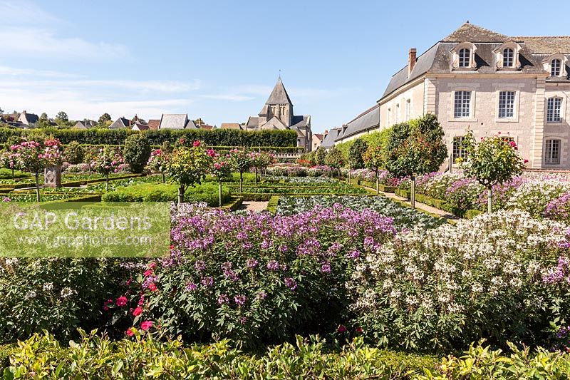 Cleome flowering in the Potager kitchen gardens at the Chateau de Villandry, Loire Valley, France. A UNESCO World Heritage Site