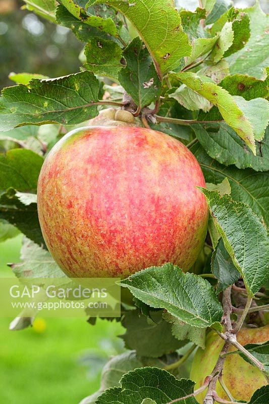 Malus domestica - Apple 'Marston Scarlet Wonder'