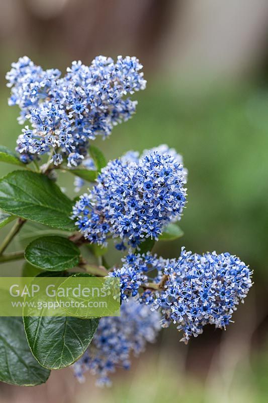 Ceanothus arboreus 'Trewithen Blue' AGM - evergreen shrub with blue flowers in spring